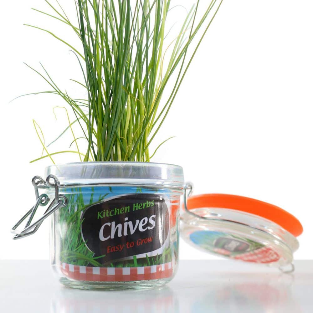 3.3 in. Chives Culinary Kitchen Herb Seed Grow Kit - Hercitys