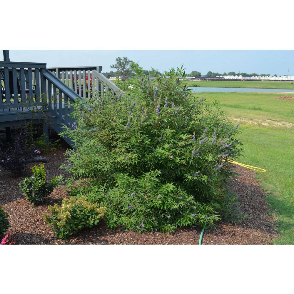2 Gal. Busy Bee Vitex Flowering Shrub with Blue Blossoms - Hercitys