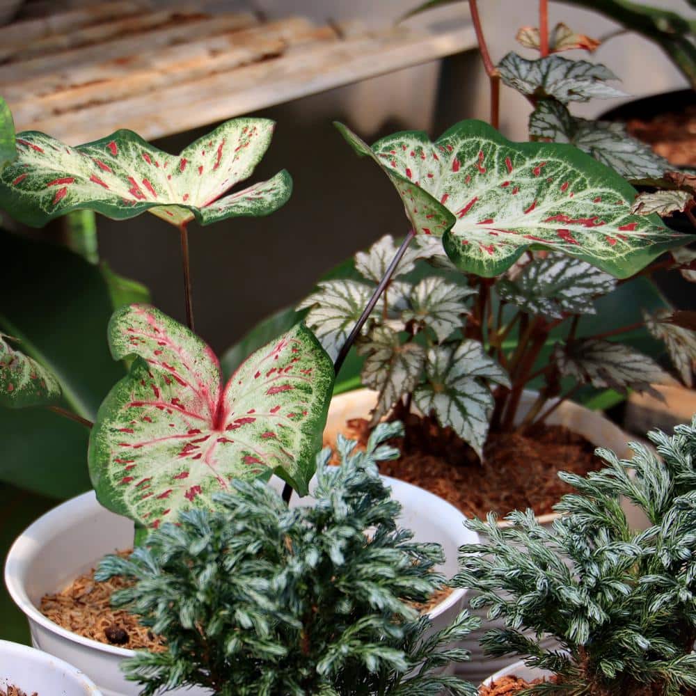4 in. Caladium Candyland Perennial Plant (3-Pack) - Hercitys