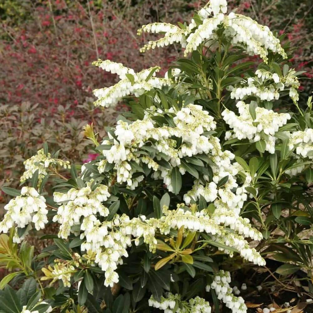 2 Gal. Mountain Snow Pieris, Evergreen Shrub, Clusters of Small Bell-shaped White Blooms - Hercitys