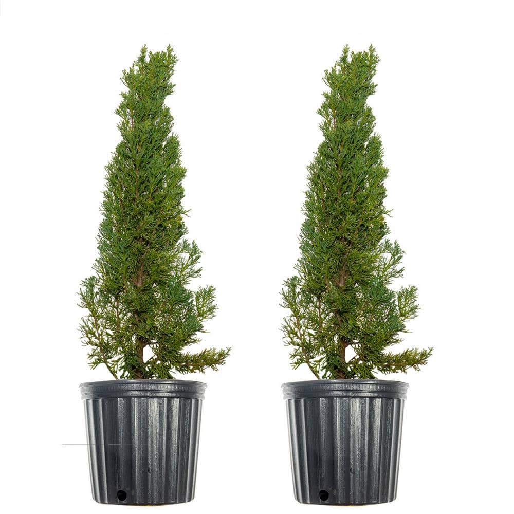 3 ft. to 4 ft. Italian Cypress Tree (2-Pack) - Hercitys