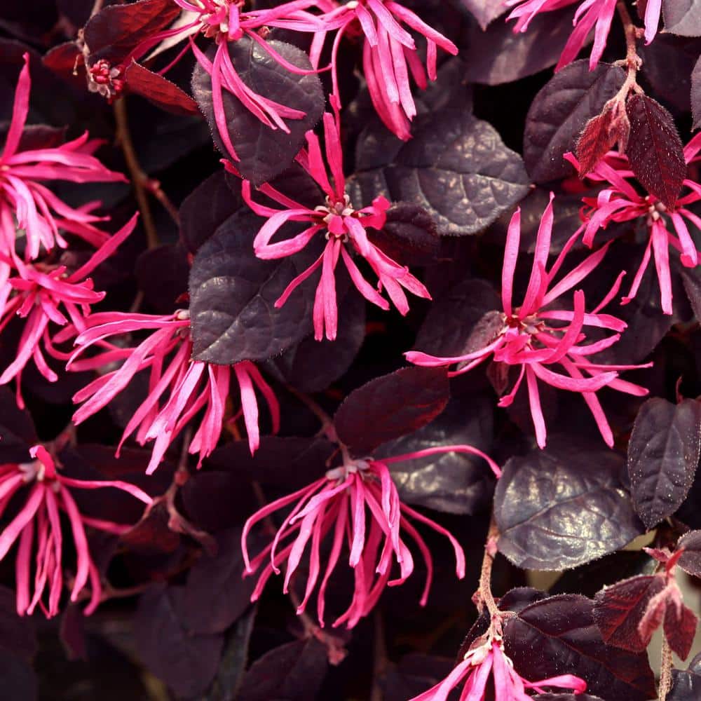 2 Gal. Jazz Hands Pink Loropetalum Shrub with Cool Purple Foliage - Hercitys