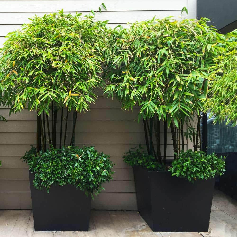 3 Gal. Black Bamboo Tree - Hercitys