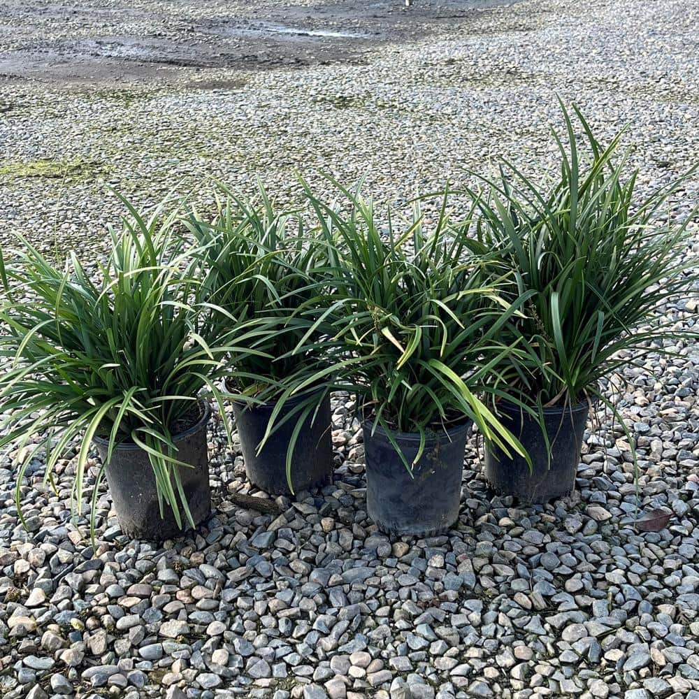 #1 Container Giant Turf Lily Plants (4-Pack) - Hercitys