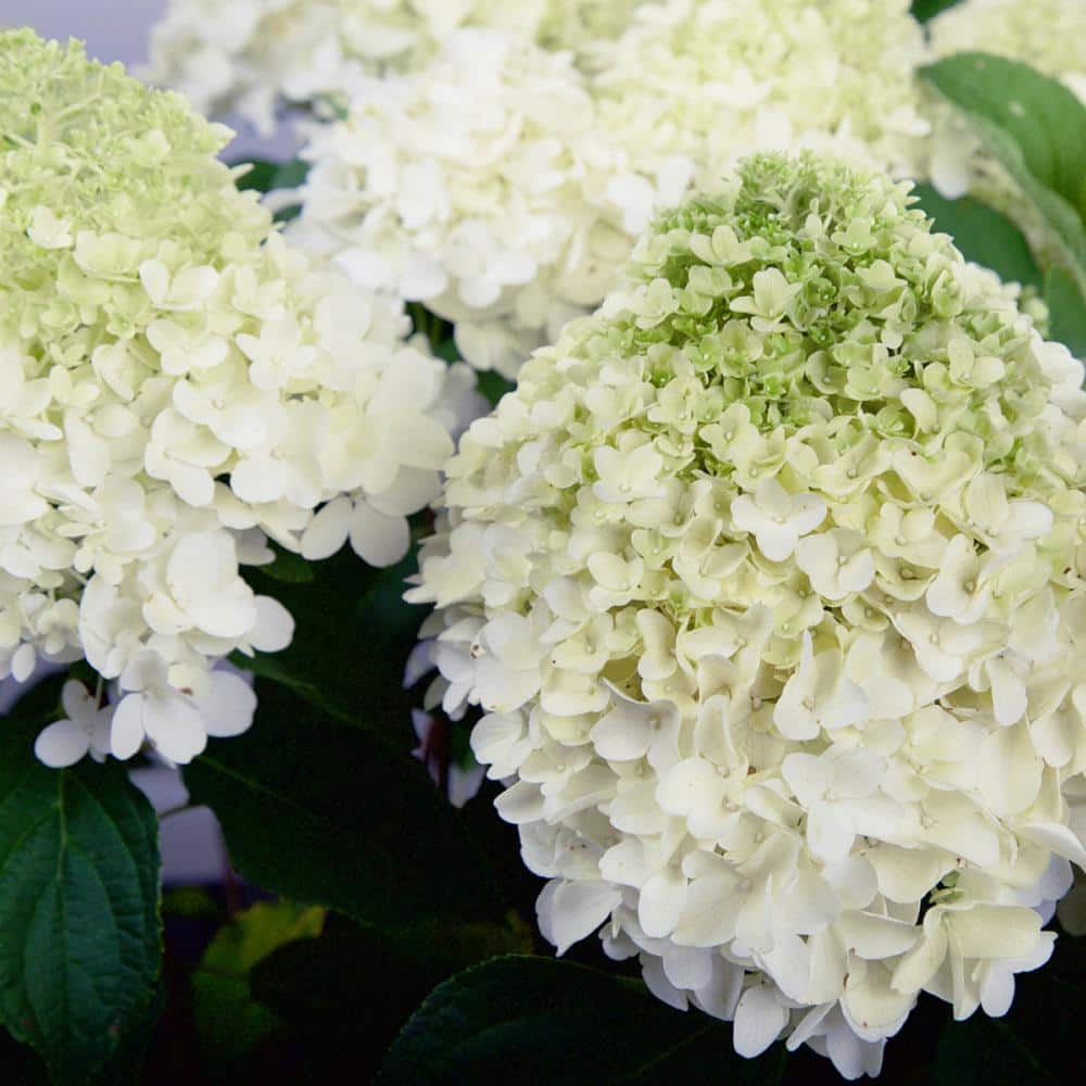 2 Gal. White Wedding Hydrangea Shrub with White Conical Blooms - Hercitys