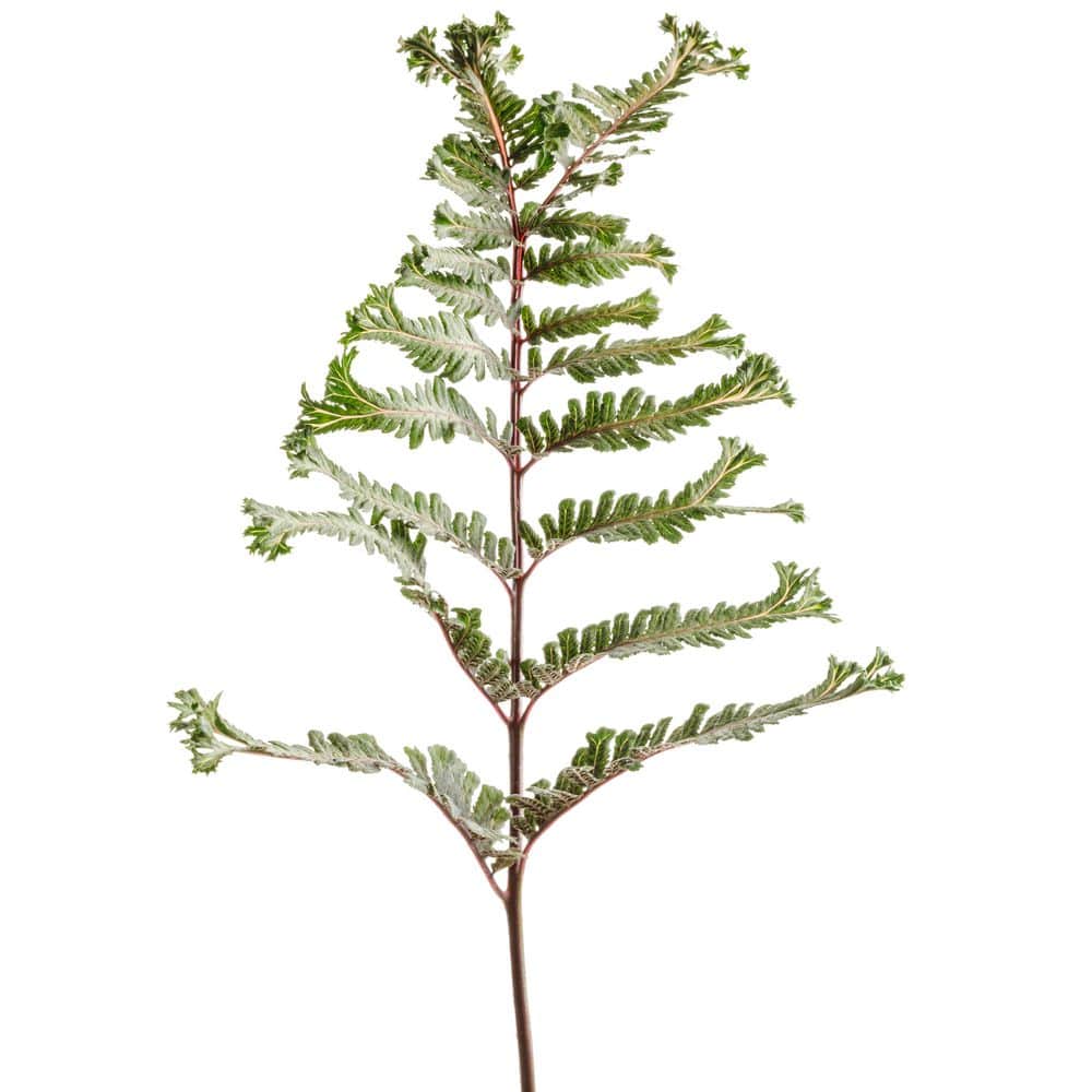 1 Gal. Crested Surf Crested Japanese Painted Fern (Athyrium niponicum) Live Perennial Plant - Hercitys