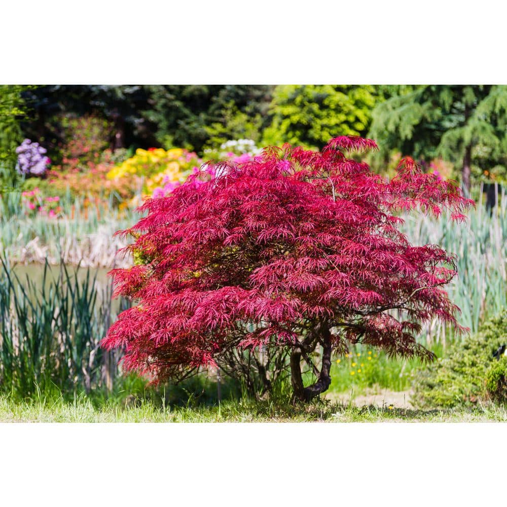 1 gal. Orangeola Deciduous Japanese Maple Tree - Hercitys