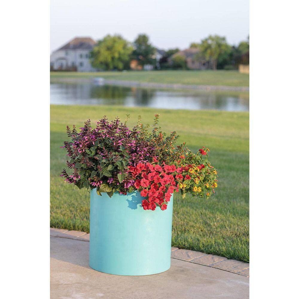 4.25 in. Eco+Grande Supertunia Really Red (Petunia) Live Plant, Red Flowers (4-Pack) - Hercitys