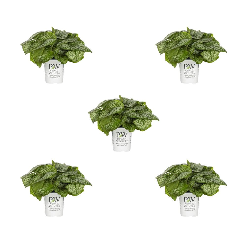 1 Qt. Brunnera Heart Leaf Jack of Diamonds Blue Perennial Plant (5-Pack) - Hercitys