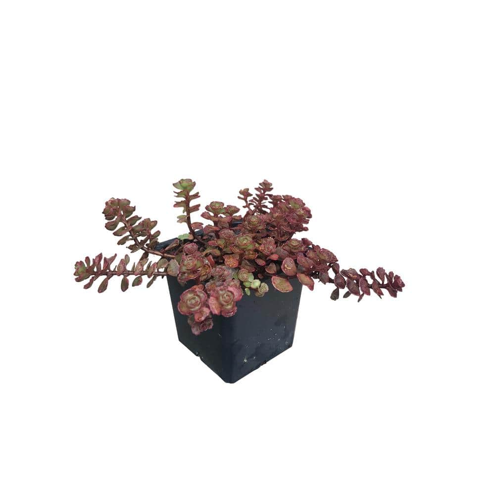 3 Dragons Blood Sedum Plants in 3 Separate 4 in. Pots - Hercitys
