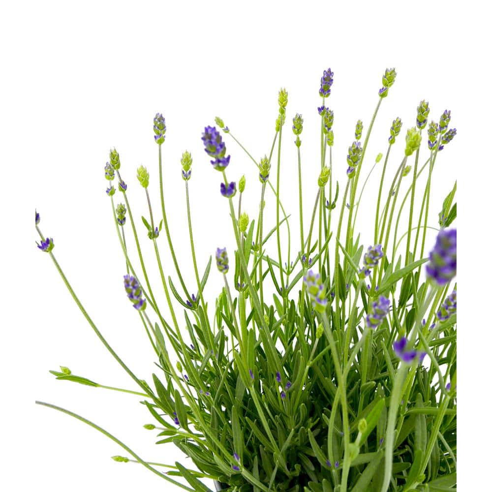 2.5 qt. Perennial Lavender angustifolia English Blue (4-Pack) - Hercitys