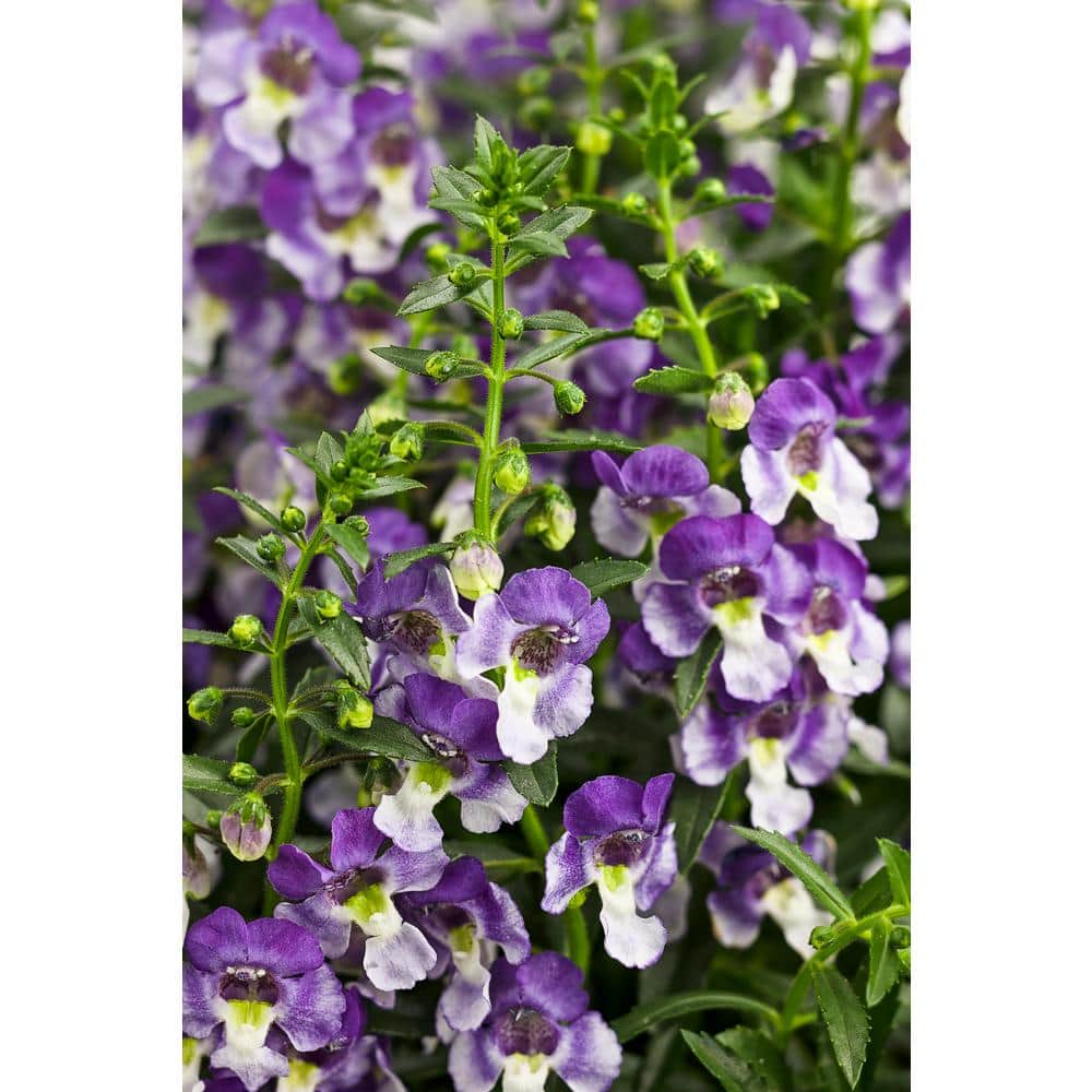 4.25 in. Eco+Grande Angelface Wedgwood Blue Summer Snapdragon (Angelonia) Live Plants, Lavender and White Flowers 4-Pack - Hercitys