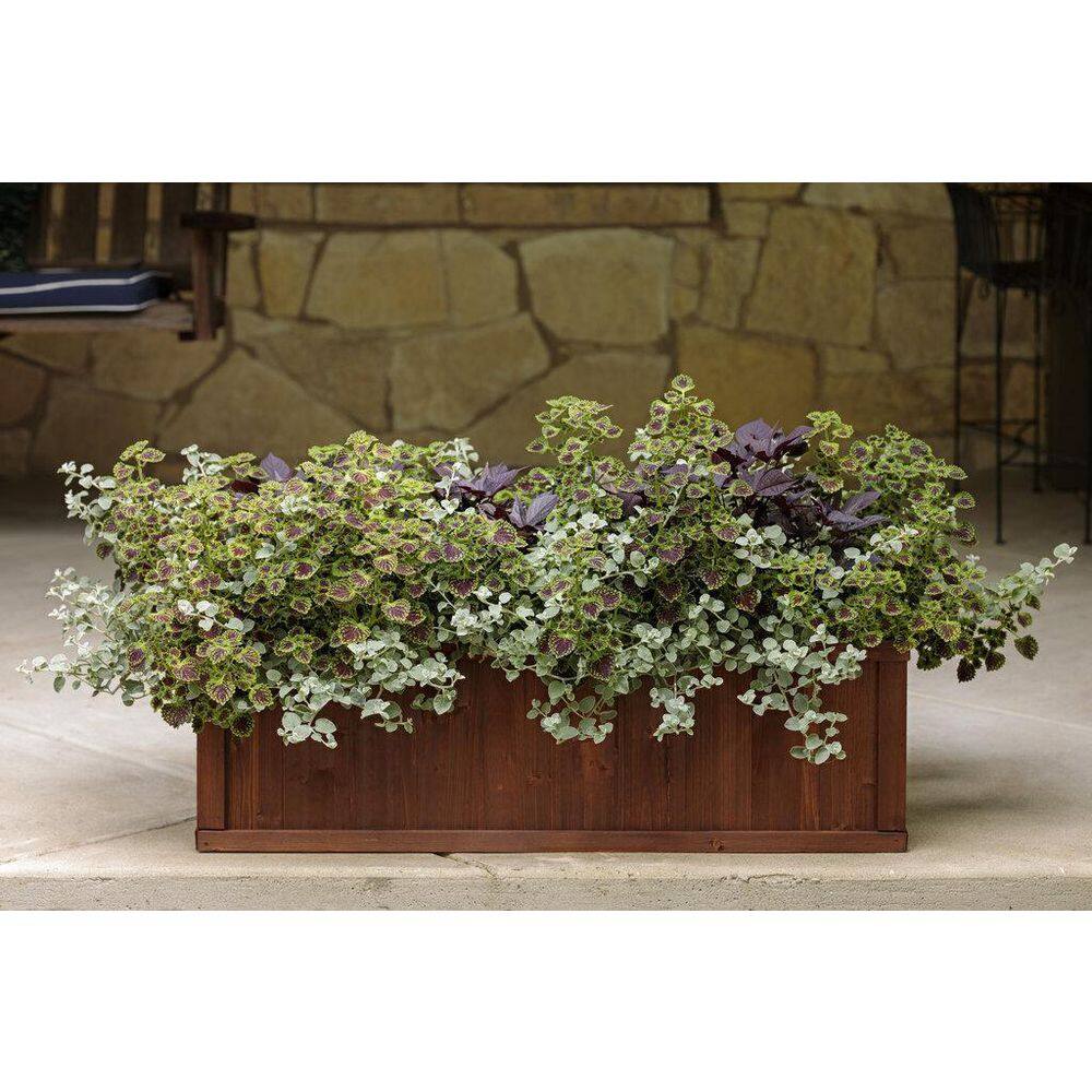 4.25 in. Eco+Grande Proven Selections Chocolate Drop Coleus (Solenostemon) Live Plant, Green and Crimson Foliage 4-Pack - Hercitys
