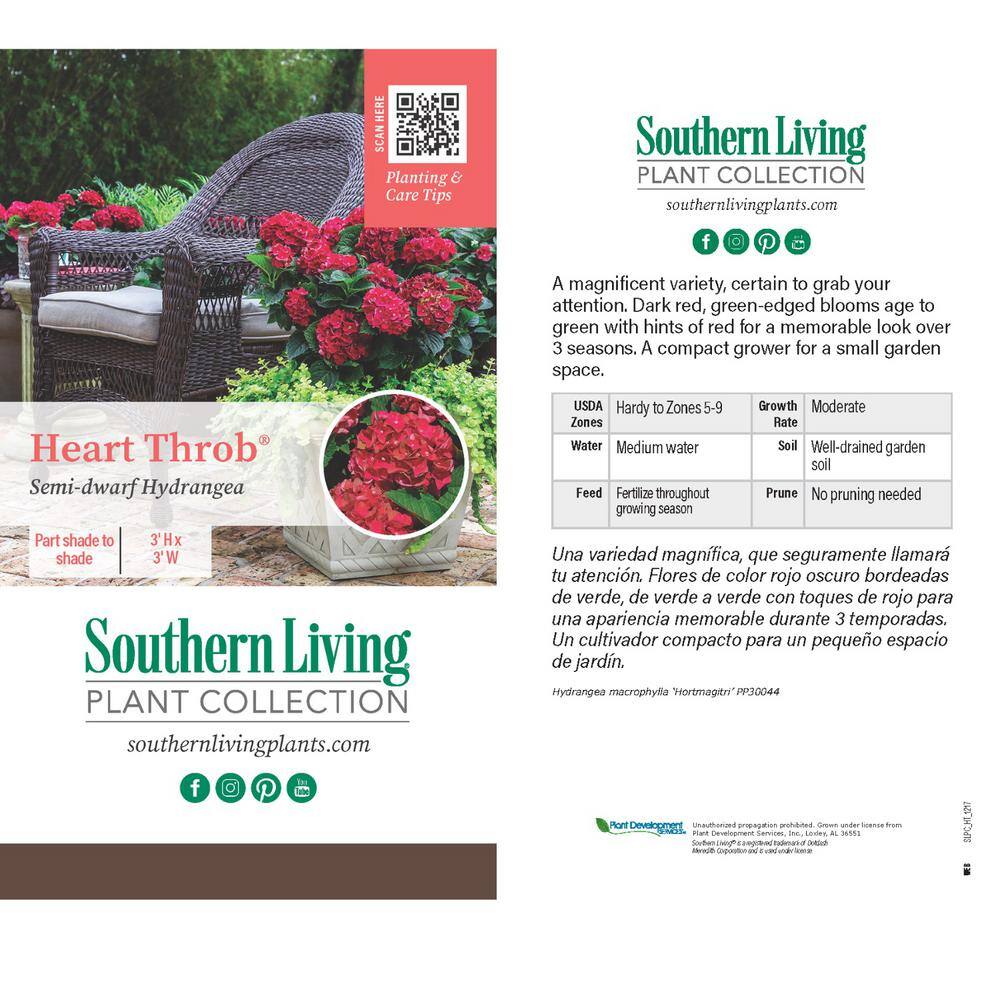 2 Gal. Heart Throb Hydrangea Shrub, Live Blooming Plant with Cherry Red Flowers - Hercitys