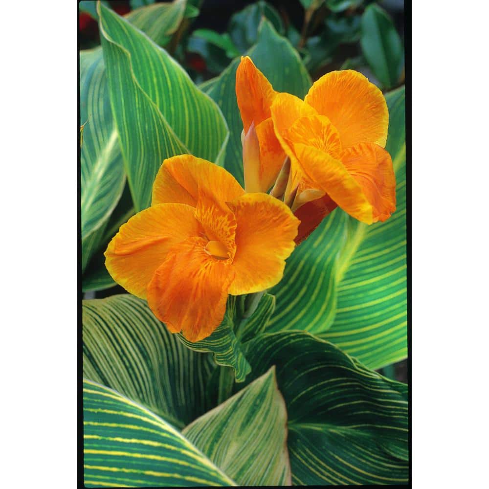 1.0 Gal. Perennial Canna Tropicanna Gold (2-Pack) - Hercitys
