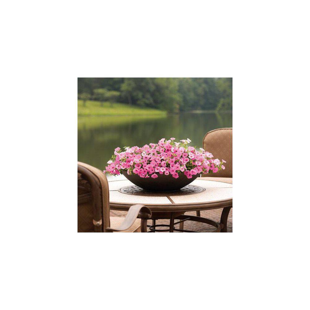 2 qt. Petunia Supertunia Vista Bubblegum Pink Annual Plant (3-Pack) - Hercitys