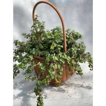 5.7 in. Afra with Light Pink Flowers, Indoor Succulent Plants in Grower Hanging Pot - Hercitys