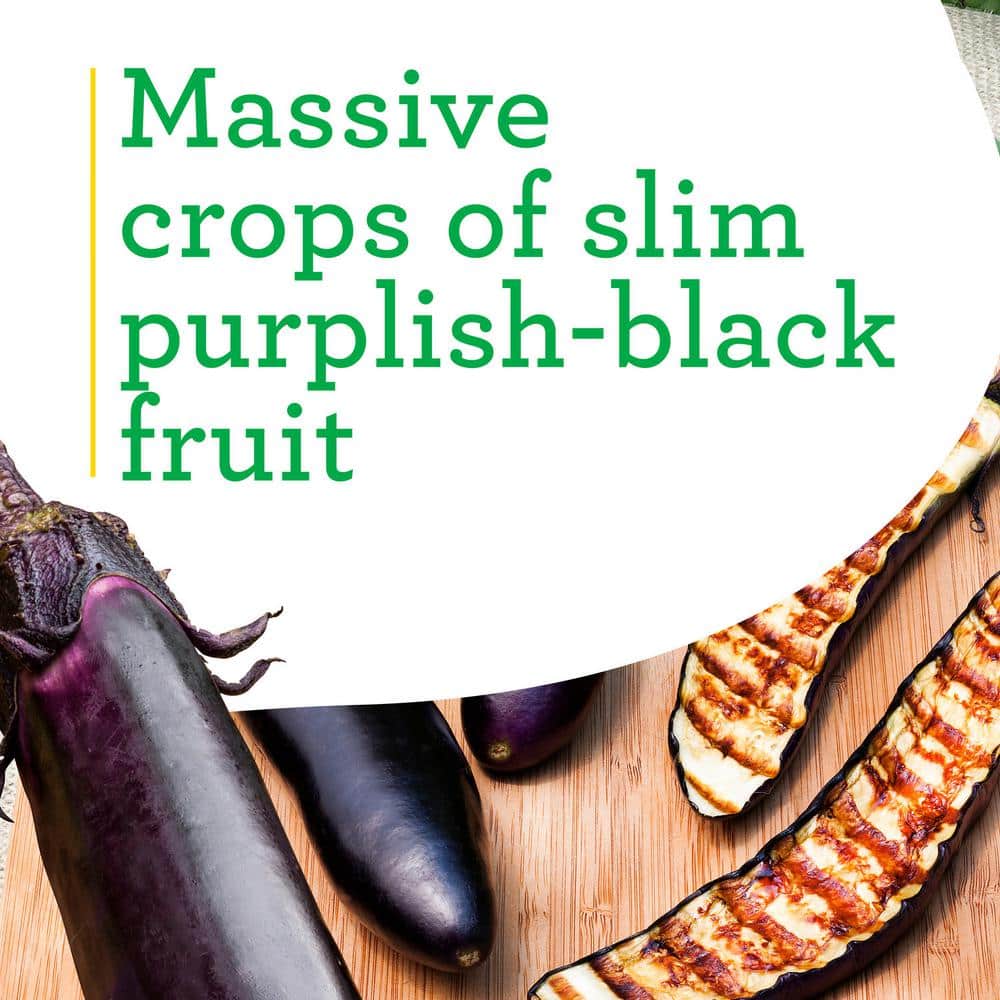 19 oz. Ichiban Eggplant Plant (2-Pack) - Hercitys