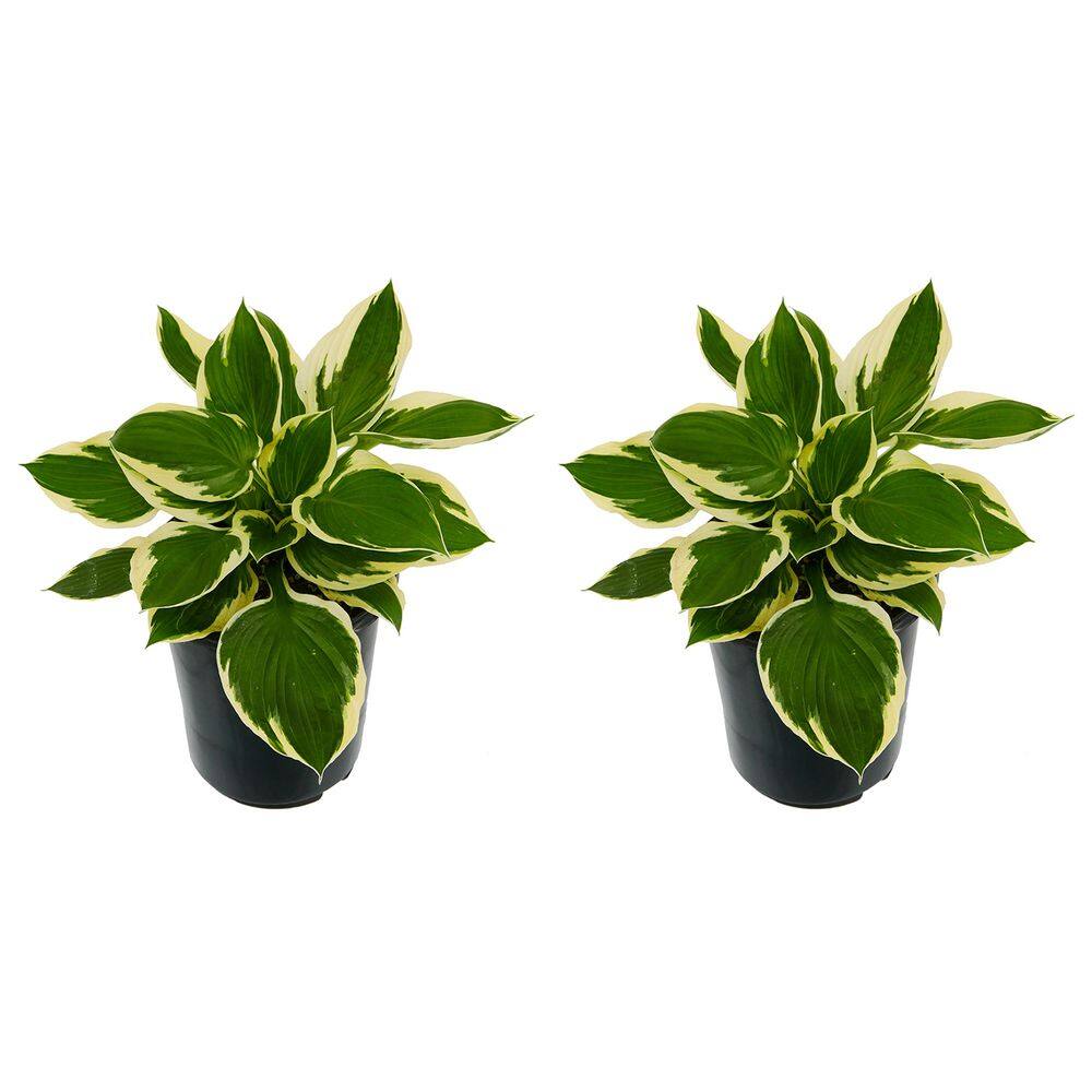 2.5 Qt. Hosta Patriot Perennial (2-Pack) - Hercitys