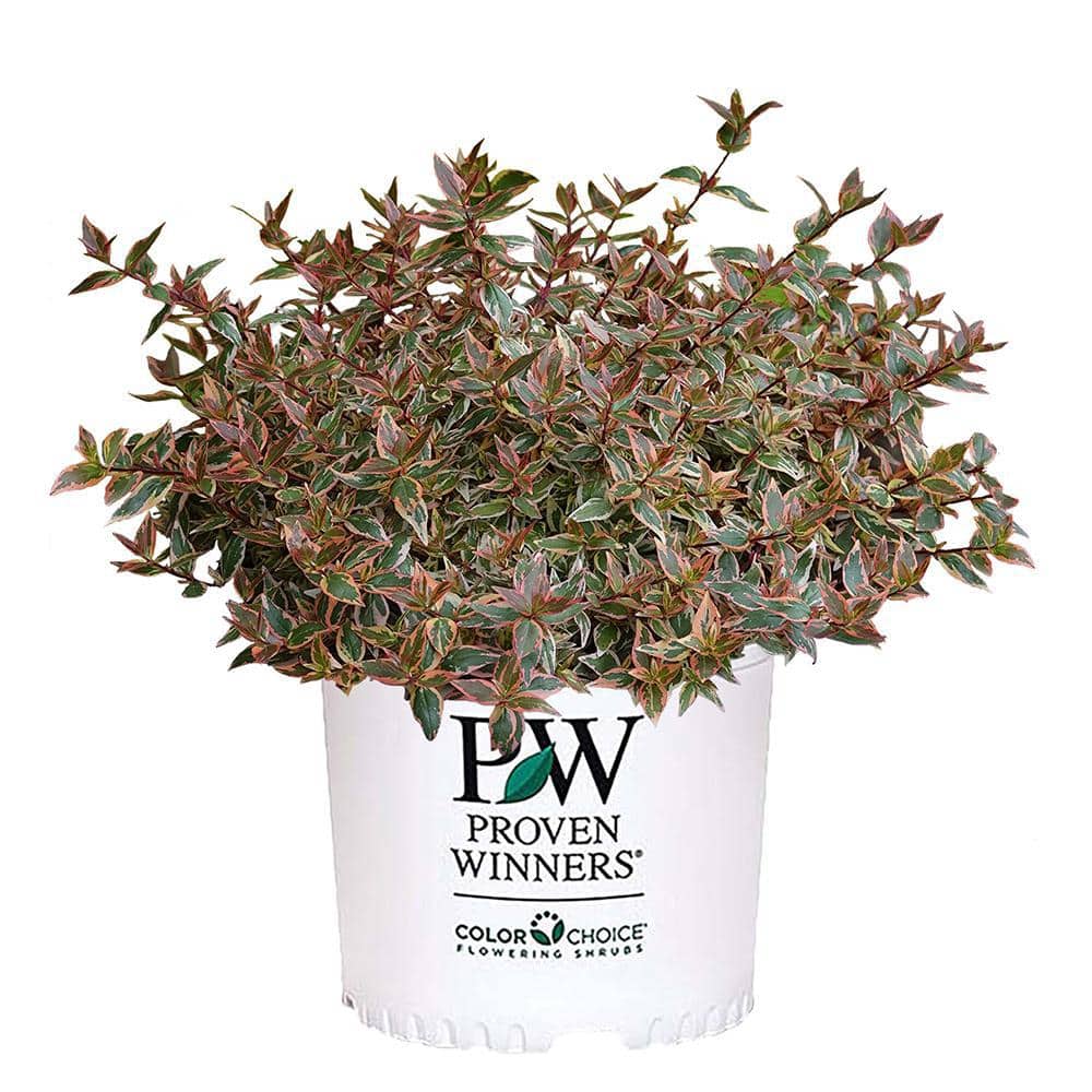 2 Gal. Tres Amigos Abelia Shrub - Hercitys