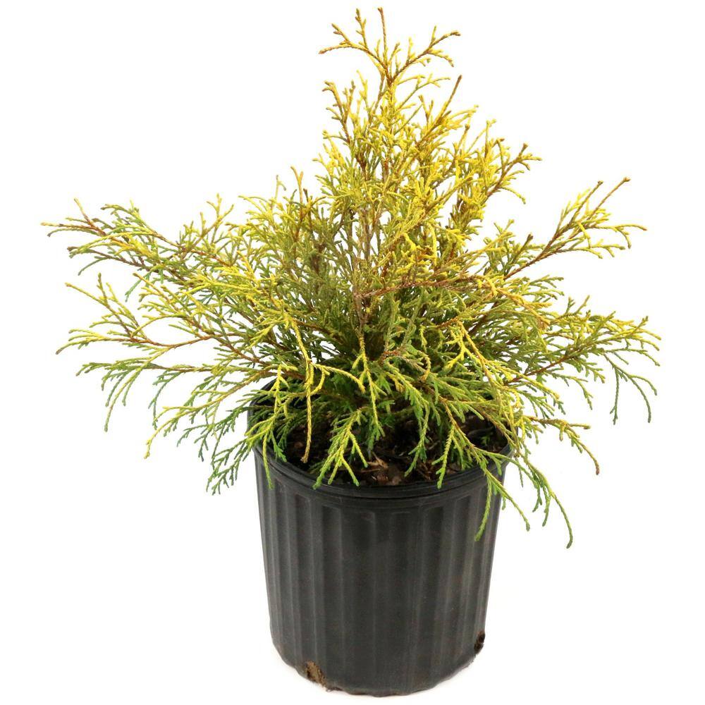 3 gal. Gold Mop Cypress Shrub - Hercitys