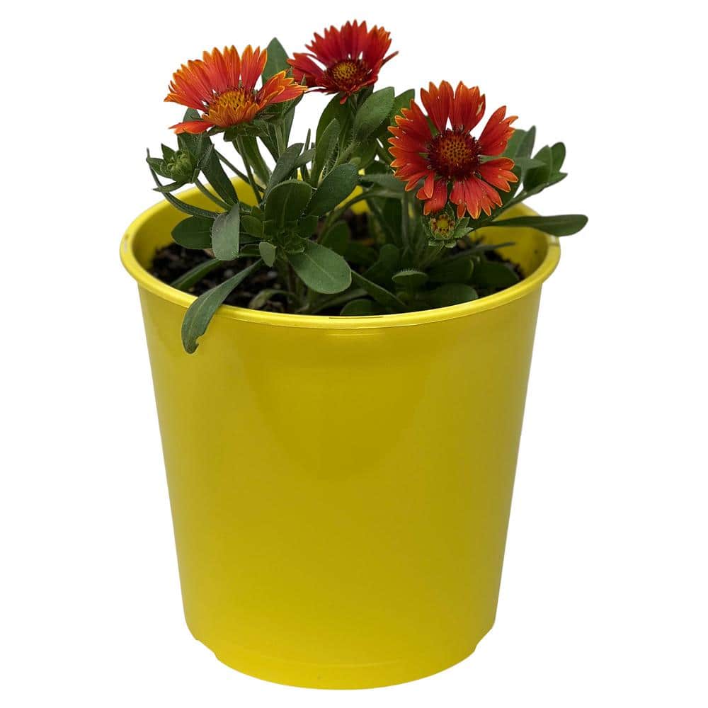 2.5 qt. Gaillardia Red Plant in Grower’s Pot (2-Packs) - Hercitys