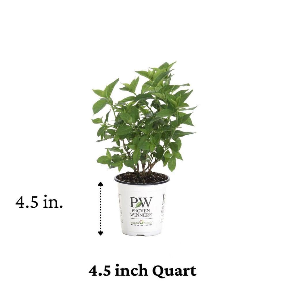 4.5 in. Qt. Little Lime Hardy Hydrangea (Paniculata) Live Shrub, Green to Pink Flowers - Hercitys
