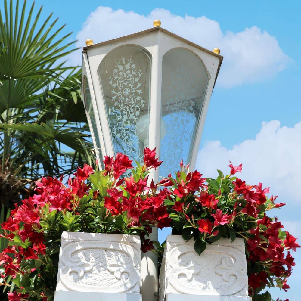 4 in. Mandevilla Plant with Red Flowers (12-Pack) - Hercitys