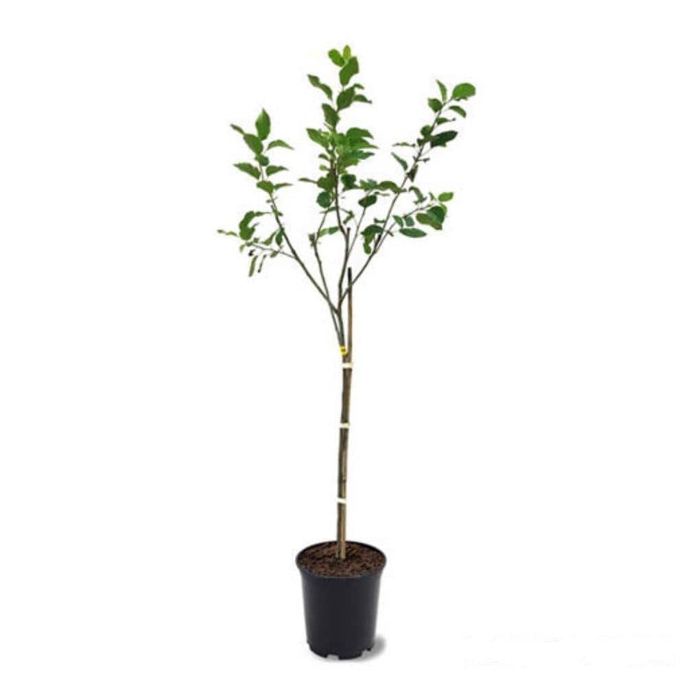 3 ft. Fuji Apple Tree with Expectional Fruit & Pollinating Capabilities - Hercitys