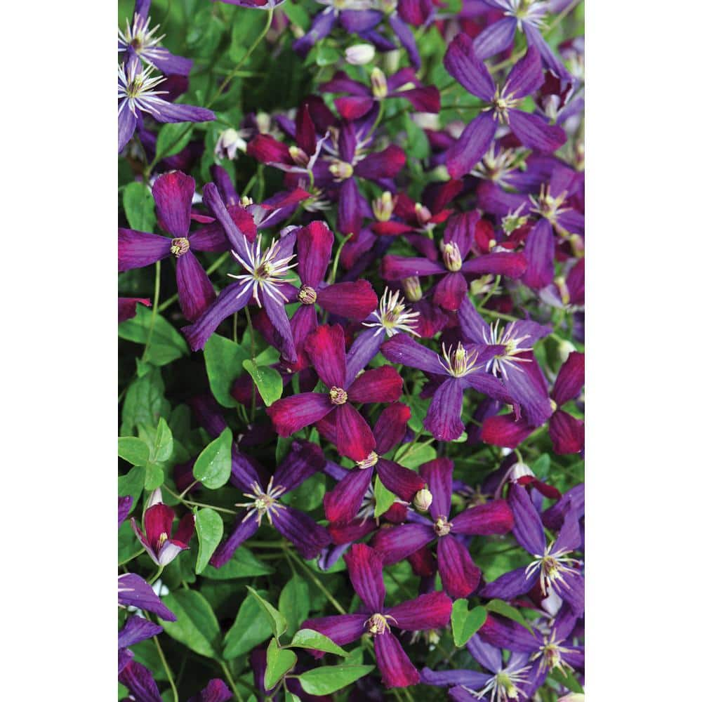 1 Gal. Sweet Summer Love (Clematis) Live Shrub, Red-Purple Flowers - Hercitys
