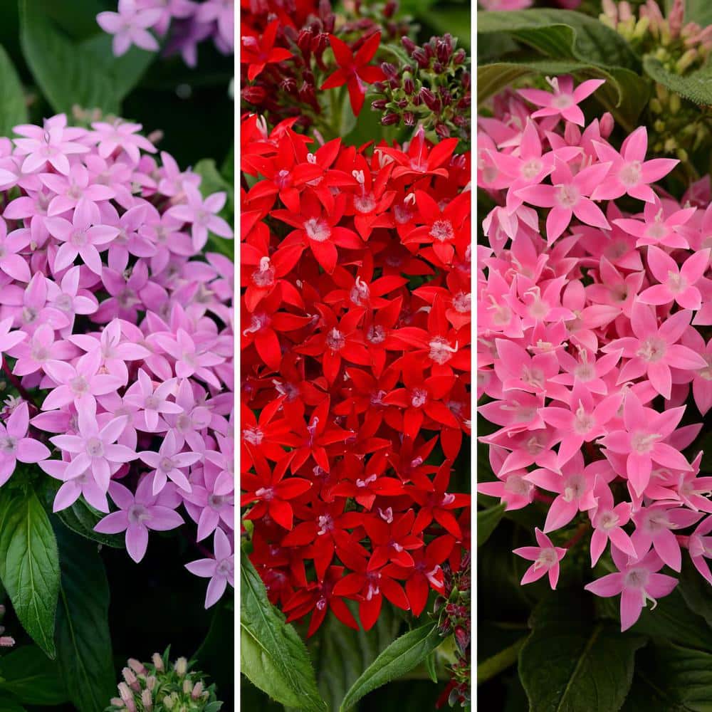 4 in. Star Bright Mix Pink-Red-Lavender Pentas Plant (4-Piece) - Hercitys