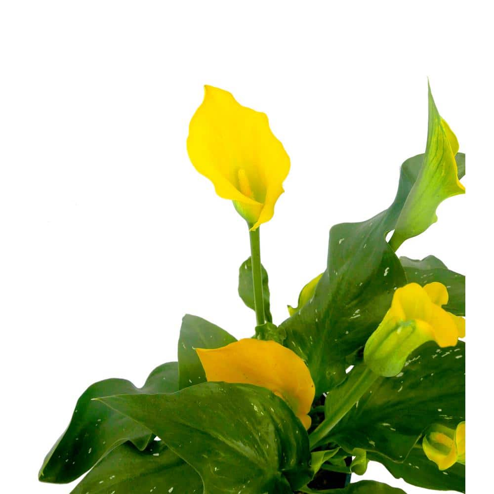 2.5 qt. Perennial Calla Lily Yellow - Hercitys