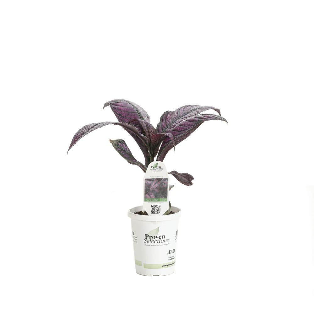 4.5 in. Qt. Persian Shield (Strobilanthes Dyerianus) Live Annual Plant with Purple Foliage - Hercitys