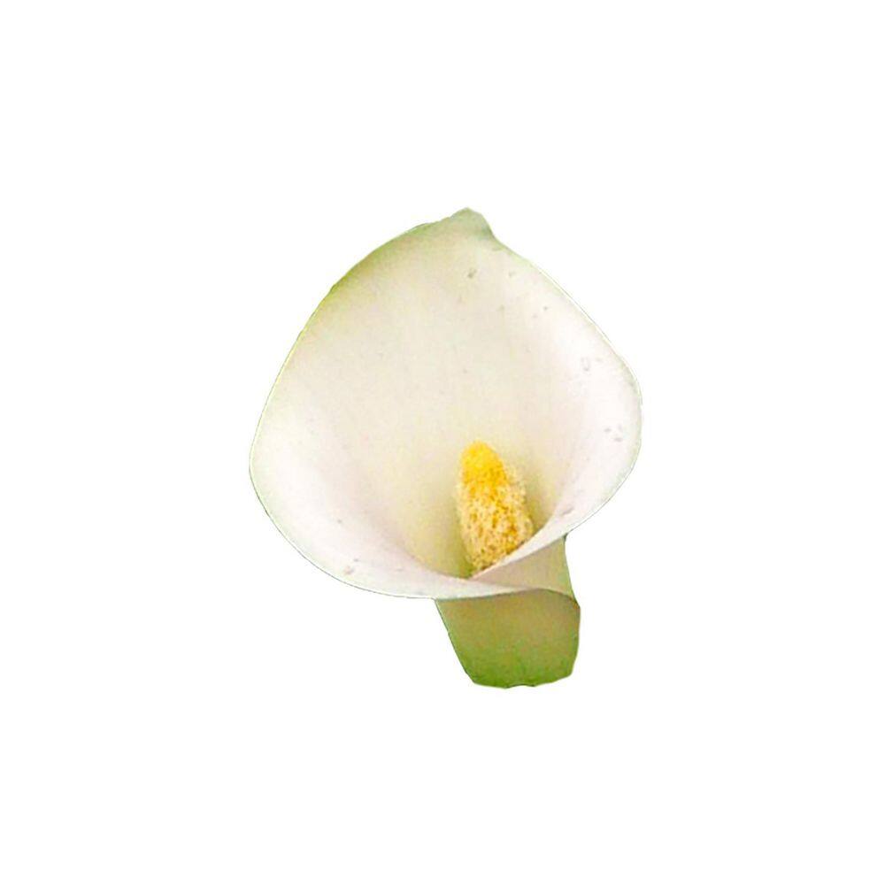2.5 Qt. Perennial Calla Lily White (4-Pack) - Hercitys