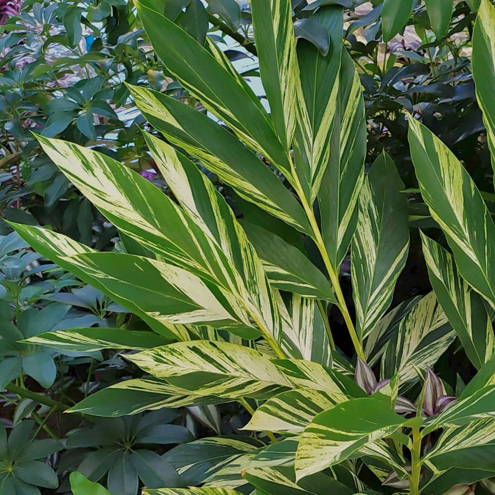 3.5 in. Alpinia Variegated Ginger Perennial Plant with Yellow Flowers (3-Pack) - Hercitys