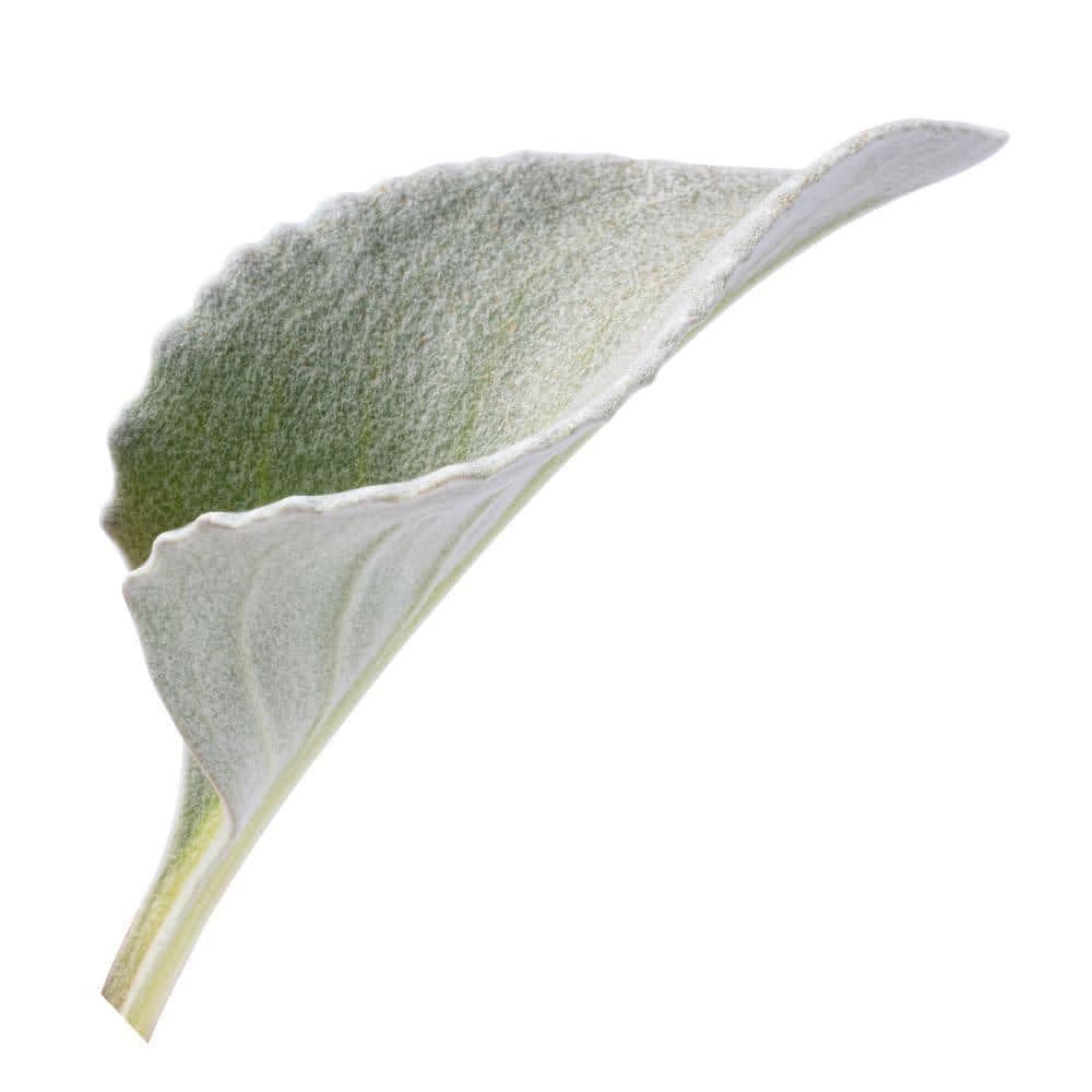 4.5 in. Qt. Angel Wings Sea Cabbage (Senecio Candicans) Live Annual Plant with Silver Foliage - Hercitys