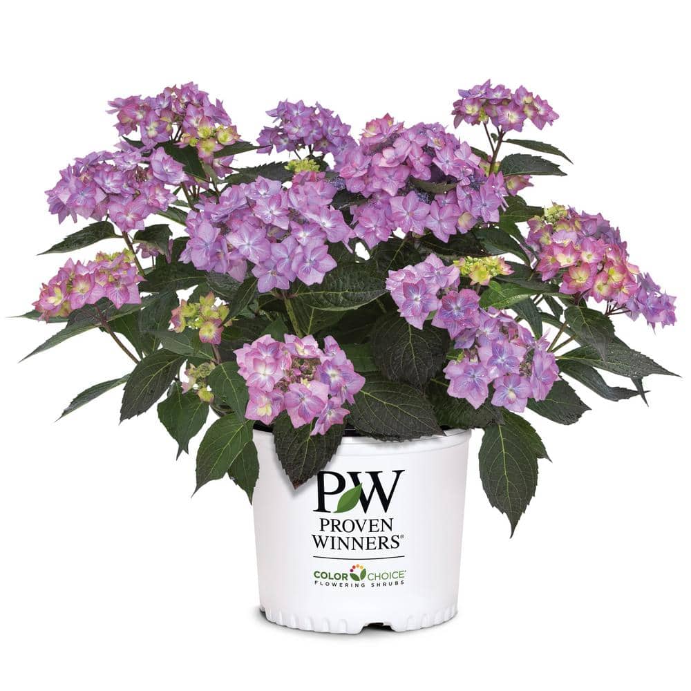 2 Gal. Let’s Dance Can Do Hydrangea Shrub with Pink Blooms - Hercitys