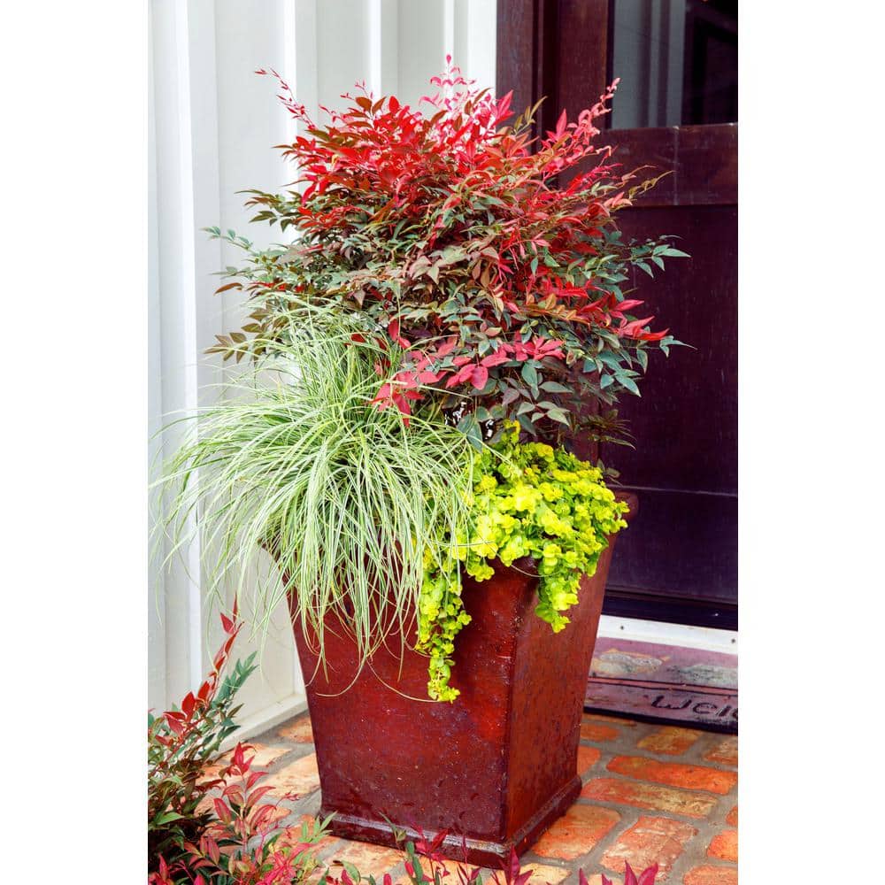 1.5 Gal. Obsession Nandina, Live Evergreen Shrub, Brilliant-Red New Foliage - Hercitys