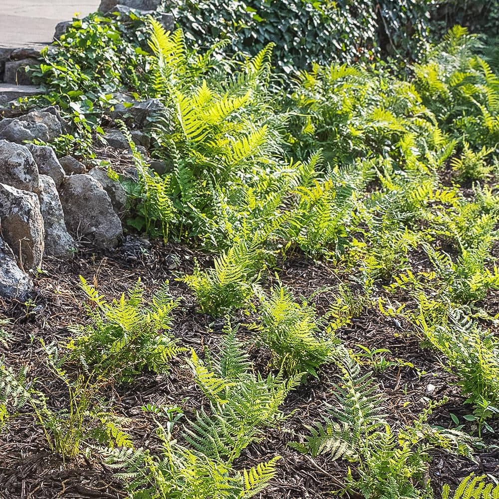 2 QT. Southern Wood Fern (Thelypteris Kunthii) Garden Perennial Shrub Plant in Grower Pot - Hercitys