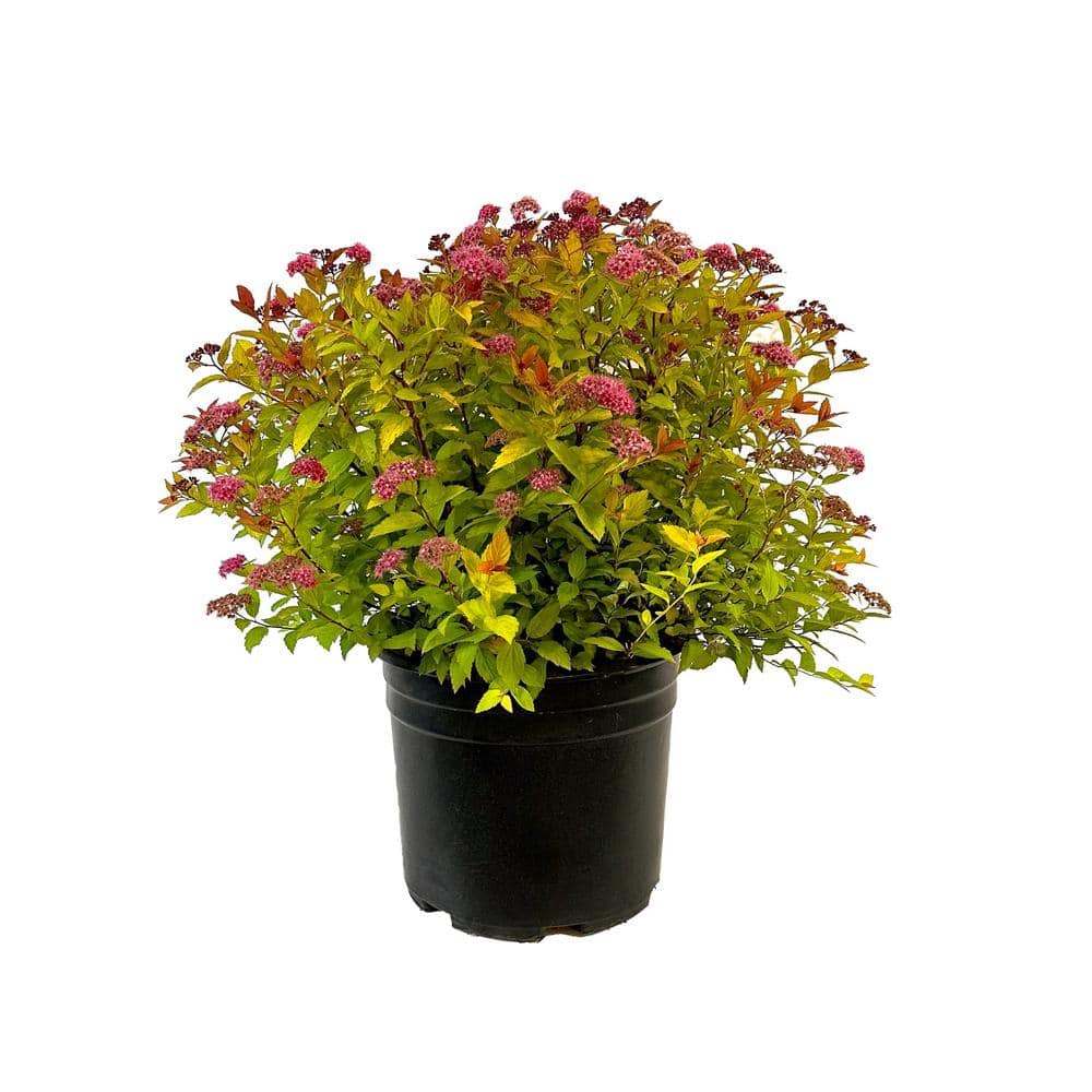 2.25 Gal. Flaming Mound Spiraea Live Shrub with Purple Pink Blooms - Hercitys