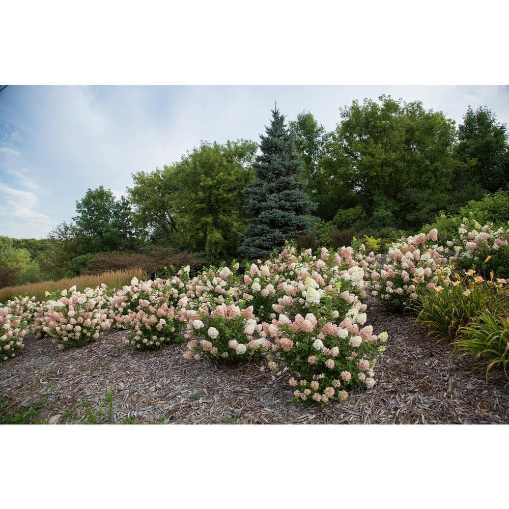 1 Gal. Strawberry Sundae Hydrangea Flowering Shrub with White to Pink Flowers - Hercitys