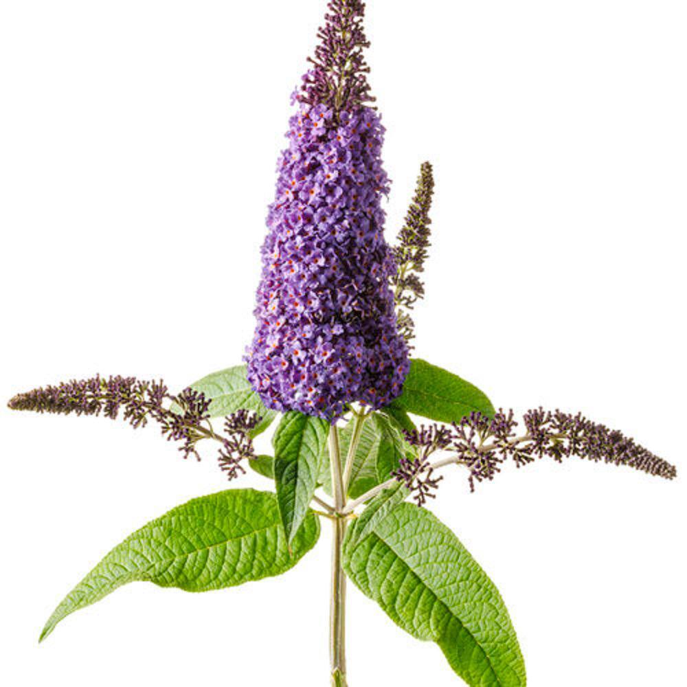 3 Gal. Pugster Blue Butterfly Bush (Buddleia) Live Flowering Shrub with True-Blue Flowers - Hercitys