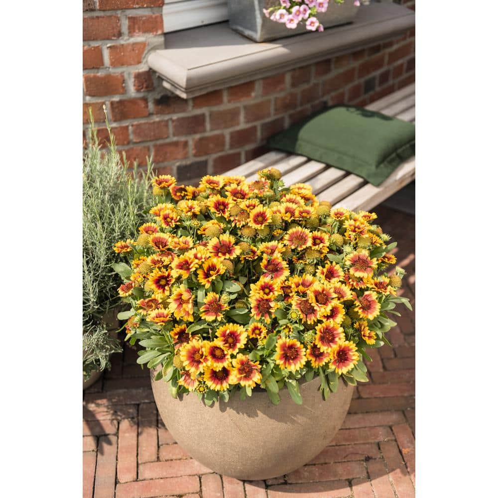 2.5 qt. Gaillardia Yellow Plant Touch in Grower’s Pot (2-Packs) - Hercitys
