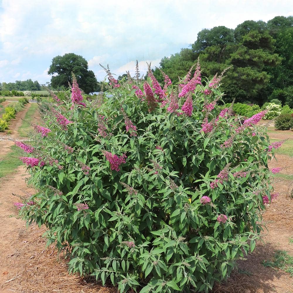 2 gal. Trippy Pink Buddleia Shrub with Hot Pink Blooms - Hercitys