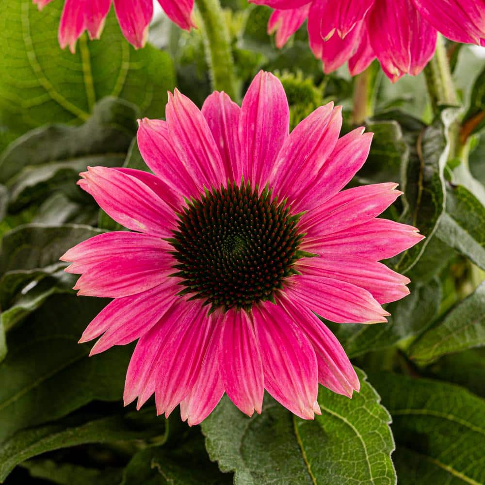 2 Qt. Pow Wow Wilderberry Pink Cone Flower Echinacea Perennial Plant (3-Pack) - Hercitys