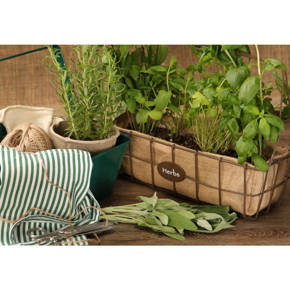 4.25 in. Eco+Grande Garden Sage (Salvia officinalis) Live Herb Plant (4-Pack) - Hercitys