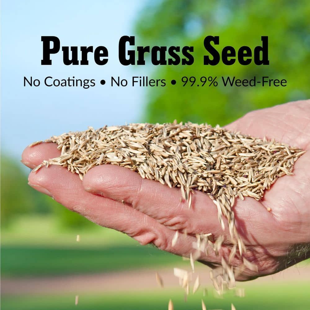3 lbs. Pure Grass Seed Sunny Mixture – Covers up to 1,500 sq. ft. - Hercitys