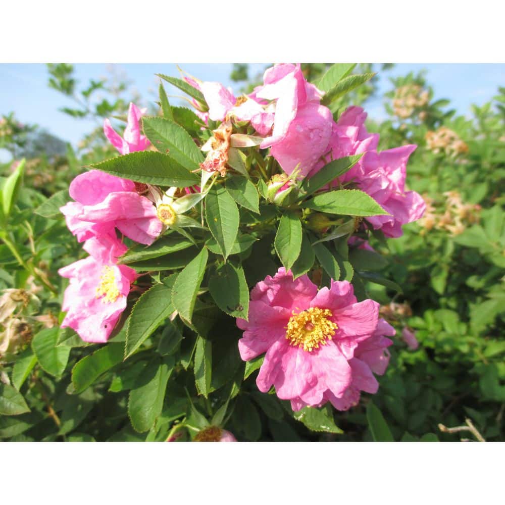 1 gal. Wild Rose Flowering Native Shrub with Wetland Loving Pink Blossoms - Hercitys