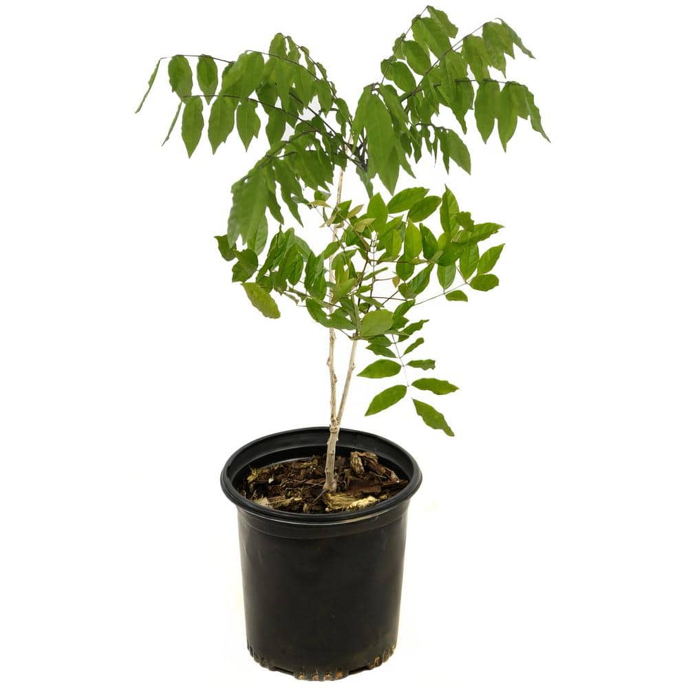 2.5 Qt. Wisteria White Flowering Shrub with White Flowers - Hercitys