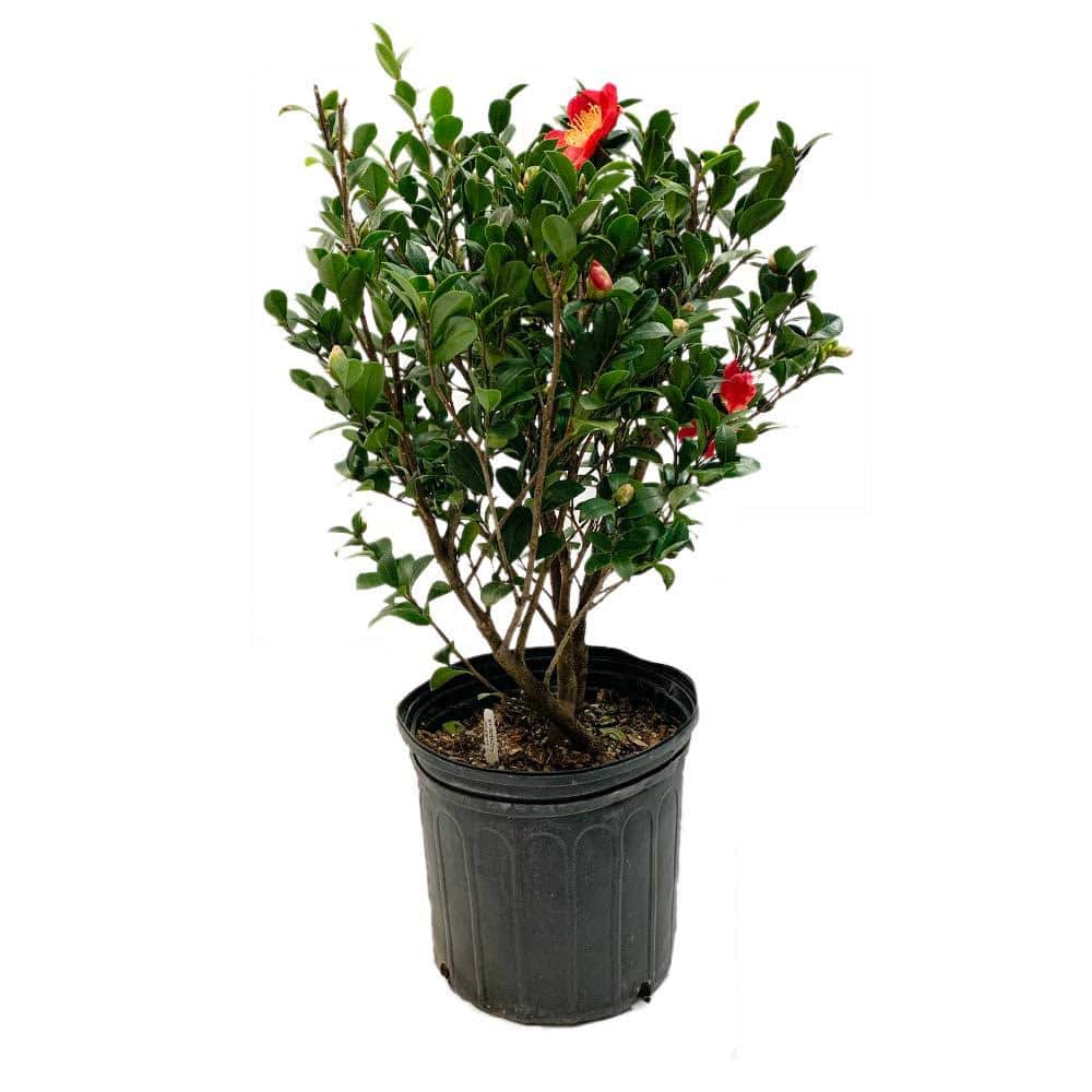 2.5 Gal – Yuletide Camellia(Sasanqua) – Red Blooming Evergreen Shrub, Live Plant - Hercitys